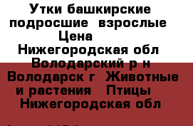 Утки башкирские  подросшие, взрослые. › Цена ­ 800 - Нижегородская обл., Володарский р-н, Володарск г. Животные и растения » Птицы   . Нижегородская обл.